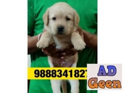 Labrador puppy buy and sell in Jalandhar city CALL 9888341827